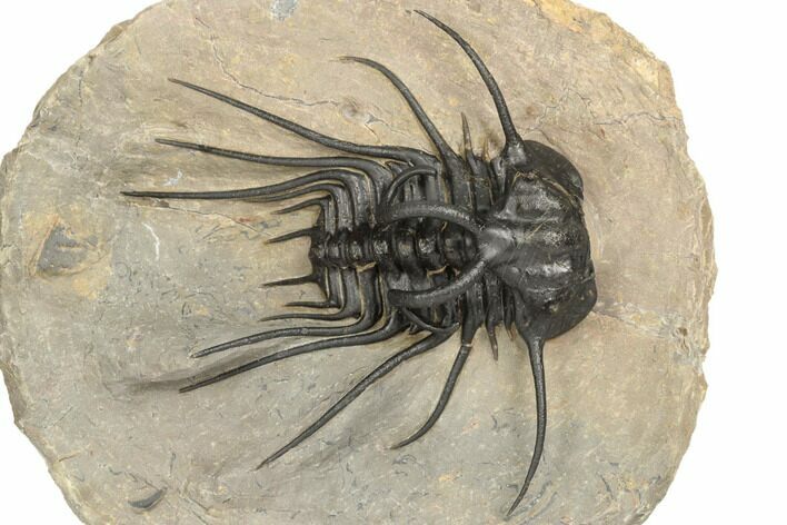 Dicranurus Trilobite - Top Quality Specimen! #191747